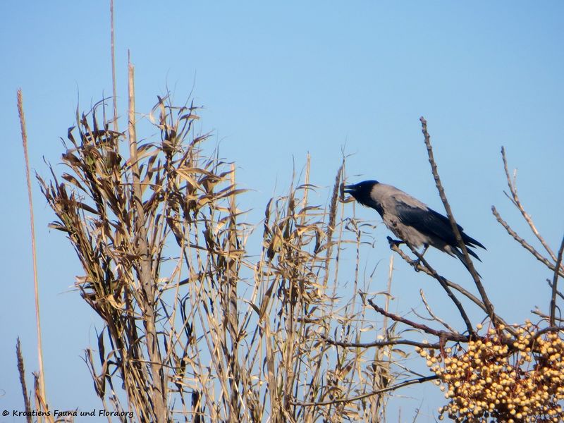 Datei:Corvus cornix Linné, 1758 Vir 180308 11123 txt.jpg