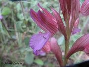 Anacamptis papilionacea (L.) Bateman, Pridgeon & Chase, 1997 - Schmetterlings-Knabenkraut. Fundort: Zadar 04/2014, Streng geschützte Pflanze, Gefährdete Pflanze
