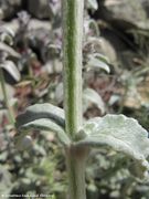 Stachys cretica L. ssp. salviifolia (Tenore) Rechinger f., 1937 Vir 170513 7619.jpg