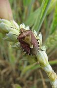 Dolycoris baccarum Linné, 1758 – Beerenwanze