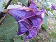 Engelstrompete - anđeoske trube. Fundort: Vir 09/2016, Invasive Pflanze , Giftpflanze , Zierpflanze