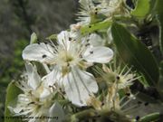 Prunus spinosa Linné, 1753 - Schlehe, trnina. Fundort: Vir 04/2014, Heilpflanze, Essbare Pflanze