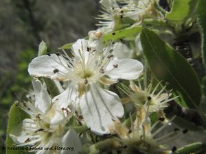 PrunusSpin Blü1 Vir 140418 2301.jpg