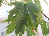 Acer saccharinum Linné, 1753 - Silberahorn, srebrnolisni javor. Fundort: Zadar 09/2011.Heilpflanze, Invasive Pflanze