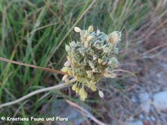 Allium flavum Vir 230715 4195.JPG