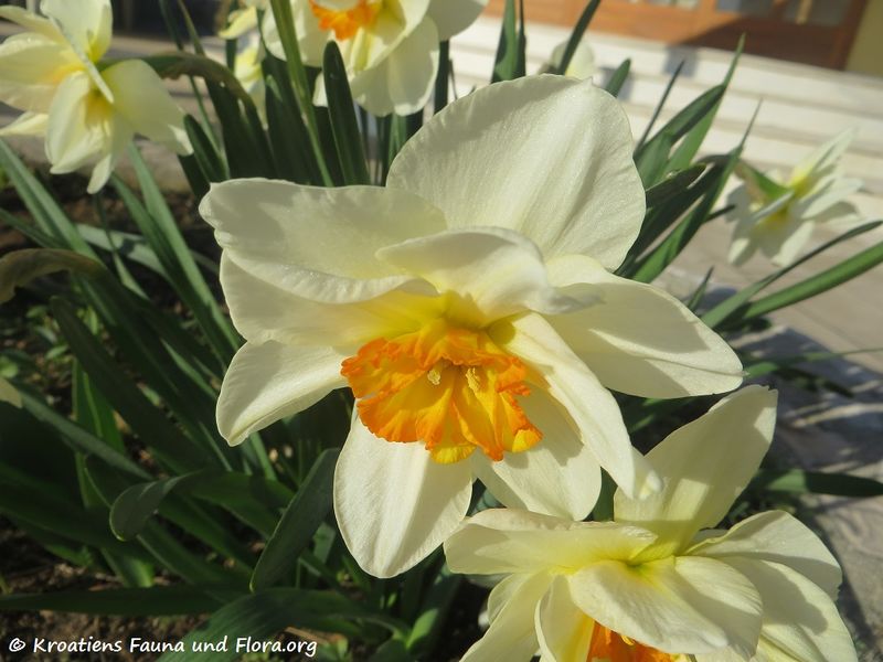 Datei:Narcissus pseudonarcissus Linné, 1758 Vir 170321 5951.jpg