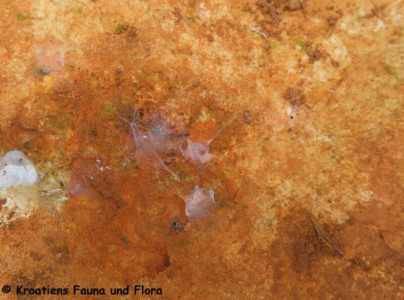 Datei:Haploembia solieri Rambur, 1842 241118 4078.JPG