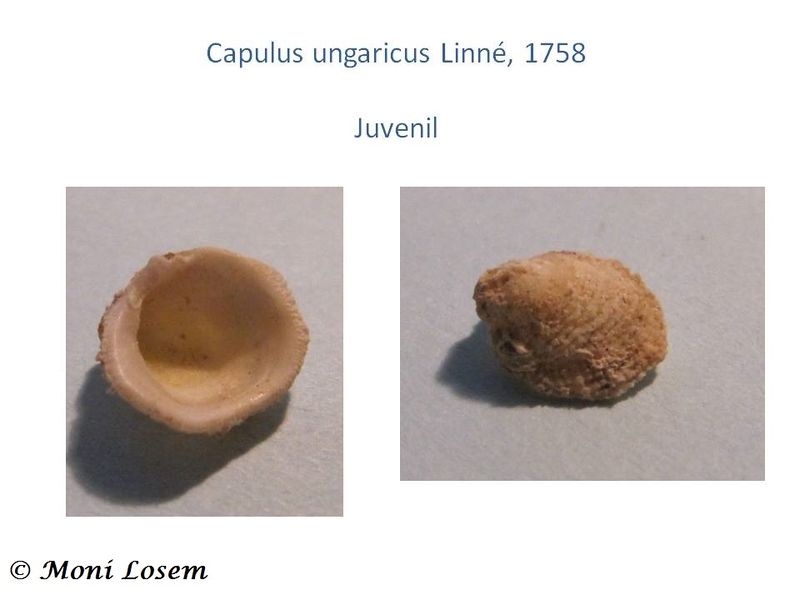 Datei:Capulus ungaricus Linné, 1758.jpg