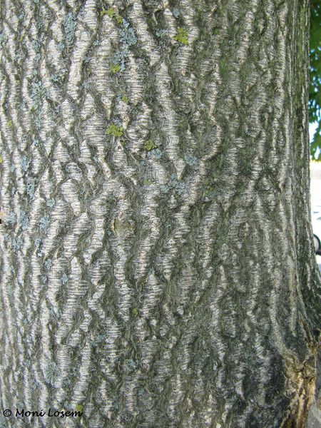 Datei:Ailanthus altissima - Götterbaum, A 110903 8.jpg