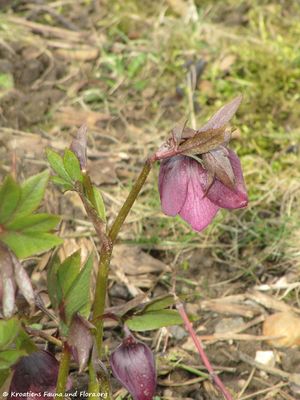 HellebPurpur TH 120319 97.jpg