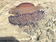 Cotylorhiza tuberculata Macrì, 1778 - Spiegelei-Qualle, Mediteranska meduza. *Fundort: © Herbert Kornherr, Jadranovo 2017, Meerestier, Giftiges Tier, endemisch im Mittelmeer