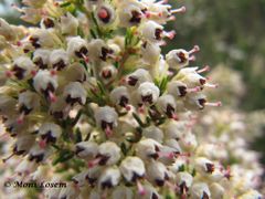 Ältere Blüten mit brauen Staubblättern, Vir 04/2015