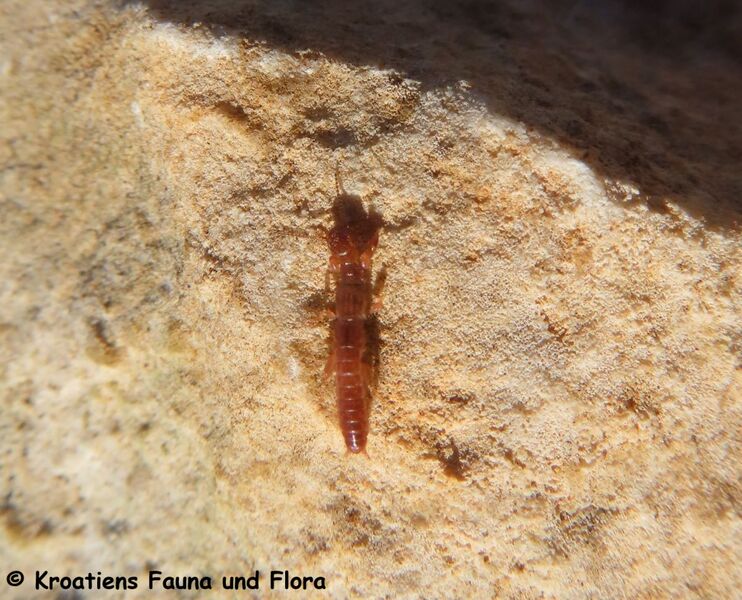 Datei:Haploembia solieri Rambur, 1842 Vir 241029 3983 D.JPG