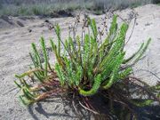 Euphorbia paralias Linné, 1753 - Strand-Wolfsmilch, obalna mlječika. Fundort: Ždrijac 04/2016, Giftpflanze , Heilpflanze