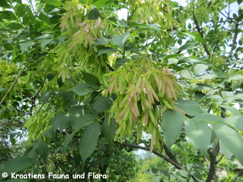 Datei:Fraxinus ornus Linné, 1753 Fru 1 Smil 180521 13843.JPG