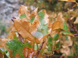 Acer monspessulanum Linné, 1753 Jab 131007 4987.jpg
