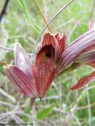 Serapias vomeracea (Burmann) Briqet, 1910 - Pflugschar-Stendelwurz, raonička kukavica.Fundort: Privlaka 05/2014, Streng geschützte Pflanze, Gefährdete Pflanze