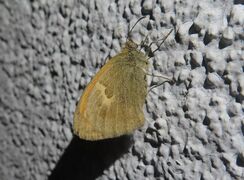 Otok Vir 05/2025