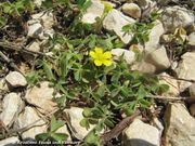 Kleinster Sauerklee. Fundort: Otok Vir 05/2017, Giftpflanze , Heilpflanze, Invasive Pflanze