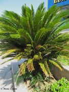 Palmfarn, cikas. Fundort: Zadar, Invasive Pflanze , Giftpflanze , Zierpflanze