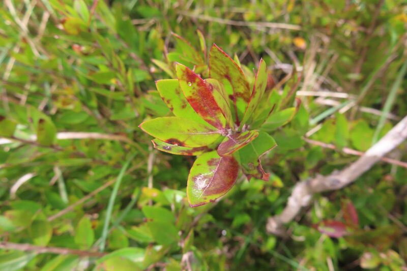 Datei:Myrtus communis Vir 240301 6916 K.JPG