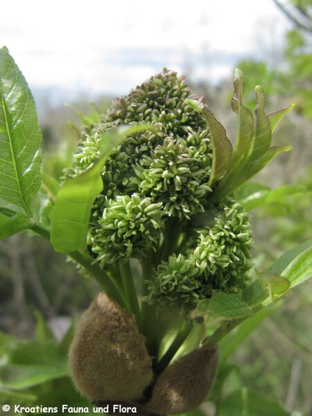 Datei:Fraxinus ornus Linné, 1753 Blü 1 RuDr 140324 1021.JPG