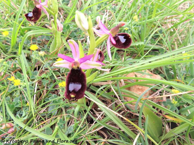 Datei:Ophrys bertolonii Moretti, 1823 Vir 210501 2102.JPG