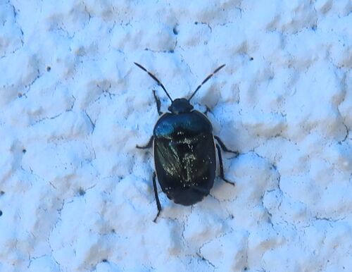Canthophorus melanopterus Herrich-Schäffer, 1835 VIr 240314 7168 D.JPG