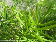 Asparagus densiflorus (Kunth) Jessop, 1966 - Zierspargel, ukrasna šparoga. Fundort: Vir 09/2016. Giftpflanze , Zierpflanze
