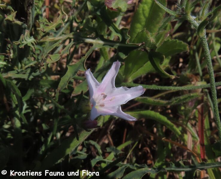 Datei:Convolvulus cantabrica Linné, 1753 Vir 240524 7992 D.JPG