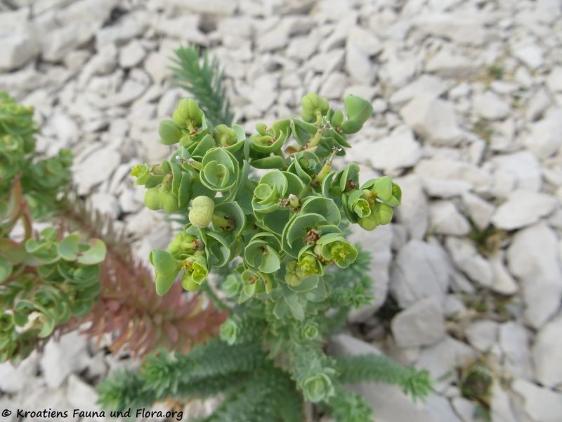 Datei:Euphorbia paralias Linné, 1753 StaNov 180913 14726.JPG