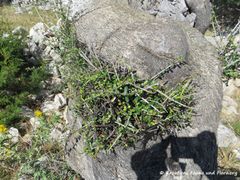 Der Oleaster treibt an der Basis aus. Im Herbst werden die Wildtriebe weg geschnitten. Die Olivenhaine in Lun, 6/2018