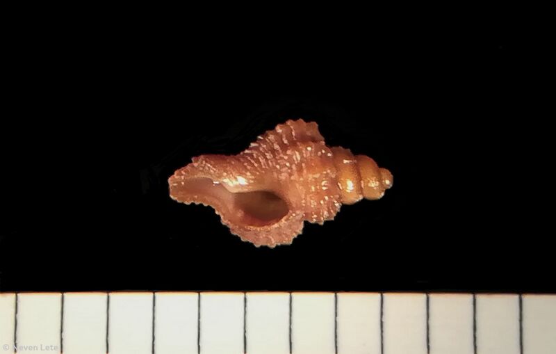 Datei:241130 Neven Lete Hexaplex trunculus 5.jpg