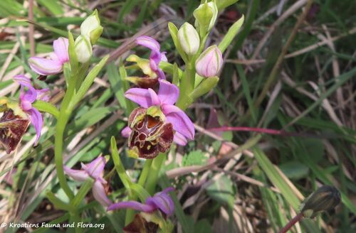 Ophrys scolopax ssp. cornuta Cavanille, 1793 Vir 210430 2091 D.jpg