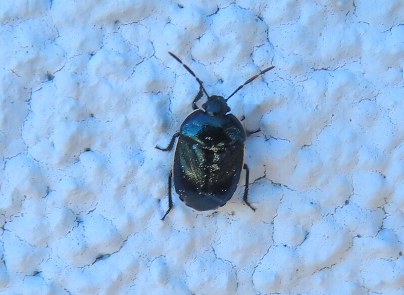 Datei:Canthophorus melanopterus Herrich-Schäffer, 1835 VIr 240314 7166 D.JPG