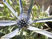 Stahlblauer Mannstreu, plavi kotrljan. Fundort: Otok Vir 08/2012. Essbare Pflanze, Heilpflanze, Zierpflanze
