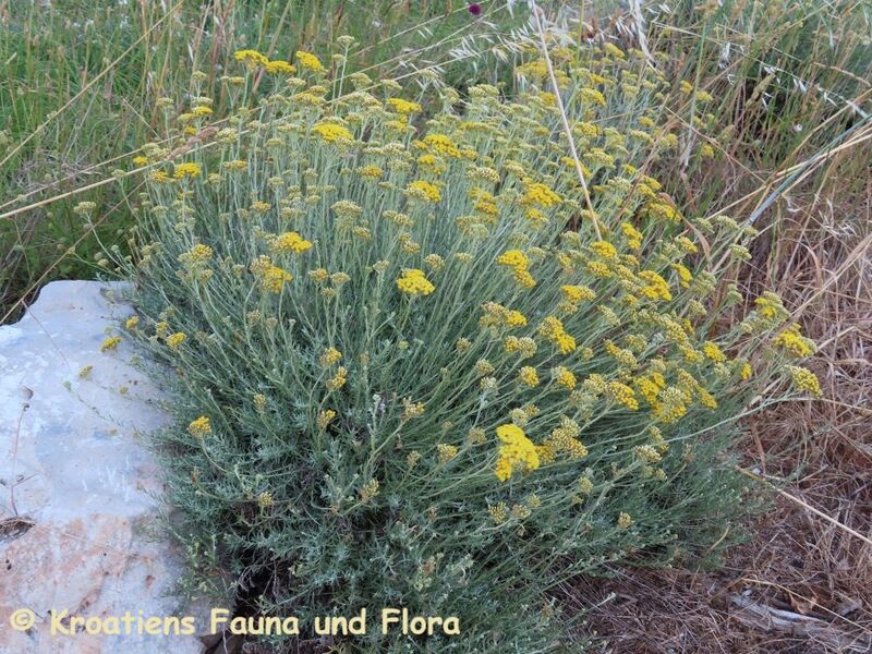 Datei:Helichrysum italicum (Roth) Don, 1830 Vir LEB 230616 4059.JPG