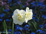 Narcissus pseudonarcissus Linné, 1758 cultivar 'Bridal Crown' - Gelbe Narzisse, žuti sunovrat. Fundort: Zadar 04/2015, Giftpflanze