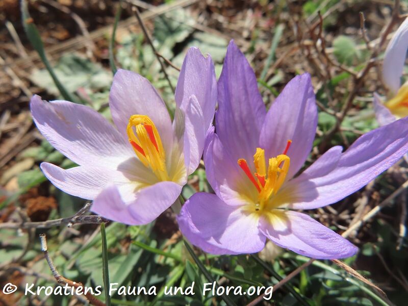 Datei:Crocus thomasii Tenore, 1826 Vir 221110 3384.JPG