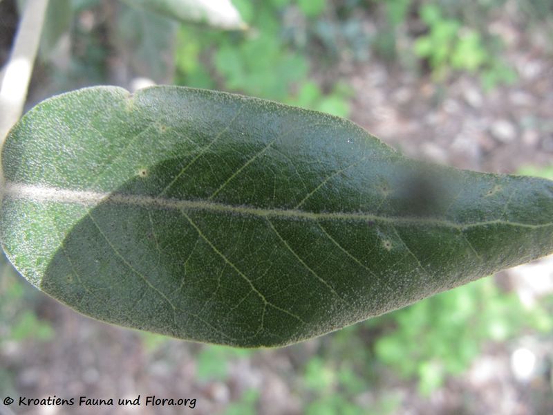 Datei:Quercus ilex Linné, 1753 Vir 170508 7455.jpg