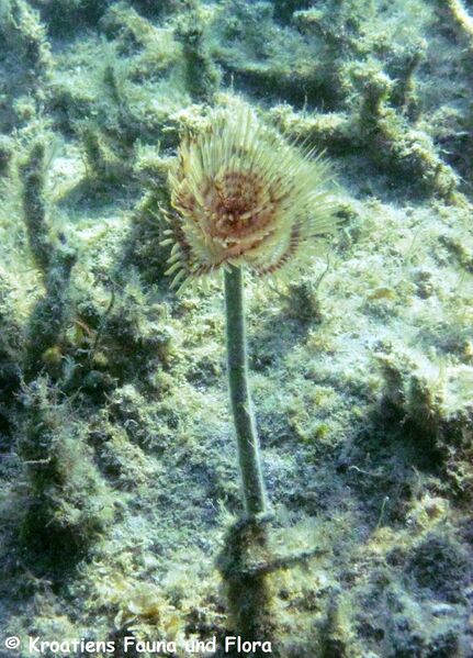Datei:Sabella spallanzanii Gmelin, 1791 Vrsi 150831 1764.JPG