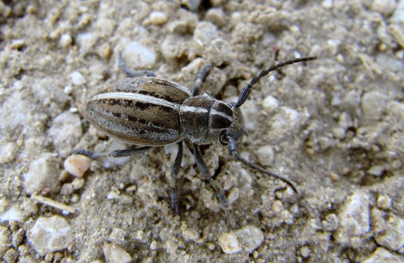 Datei:Dorcadion arenarium Scopoli, 1763 ♀Sab 150424 0314 dd.jpg