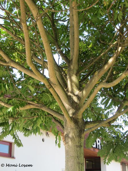 Datei:Ailanthus altissima - Götterbaum, A 110903 6.jpg