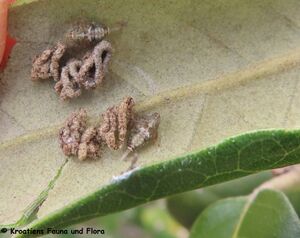 Issus muscaeformis Schrank, 1781 Vir 240225 4836 D.JPG