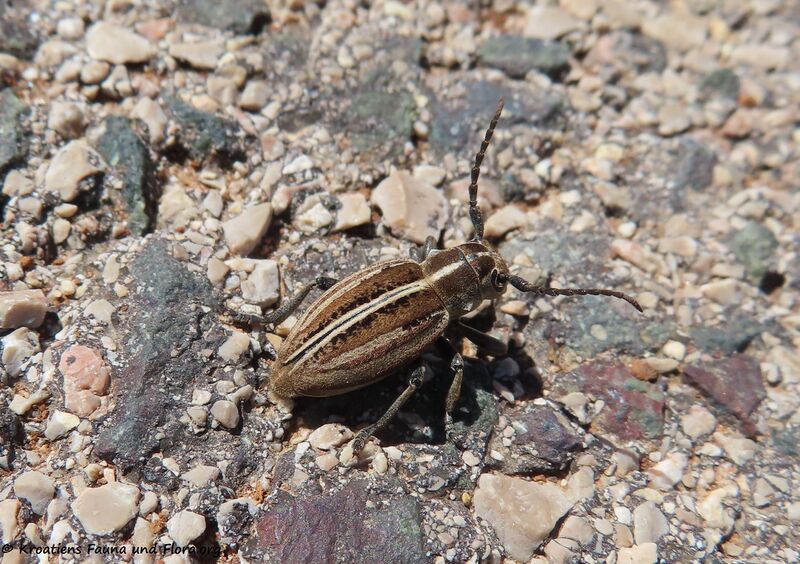 Datei:Dorcadion (Cribridorcadion) decipiens Germar, 1824 Vir 220425 2637 D.JPG
