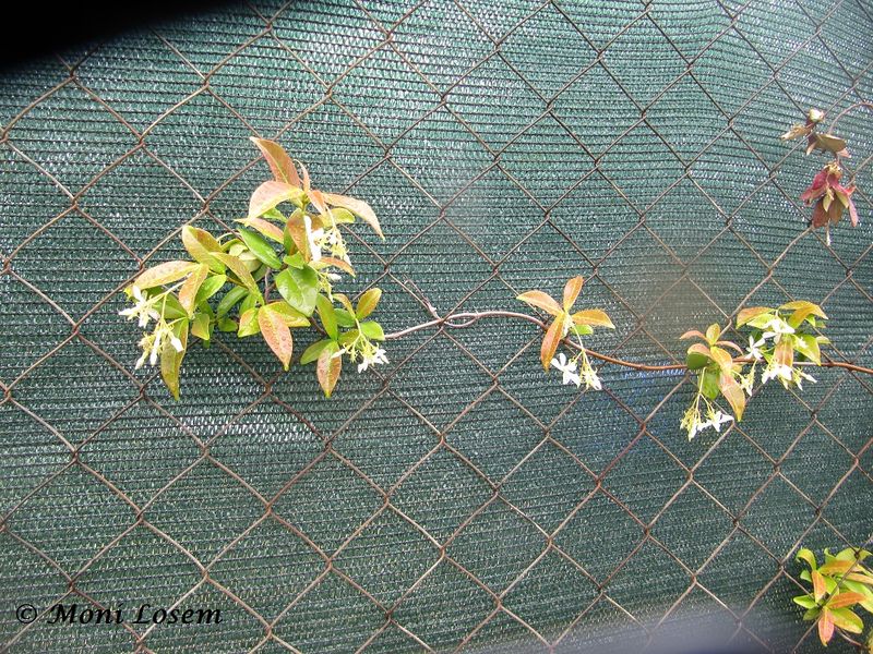 Datei:Trachelospermum jasminoides (Lindley) Lemaire, 1851 Zad 140508 3011.jpg