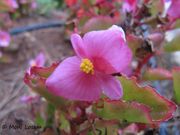 Begonia semperflorens-cultorum Hort. - Eisbegonie, begonija. Fundort: Nin 10/2015