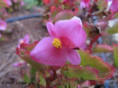 ♀ Blüte in Rosa, Nin 10/2015