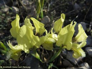 Iris adriatica Trinajstic ex Mitic, 2002 Vir 190324 0493.jpg