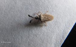 Copium teucrii Host, 1788 Vir 150727 1443 k.jpg